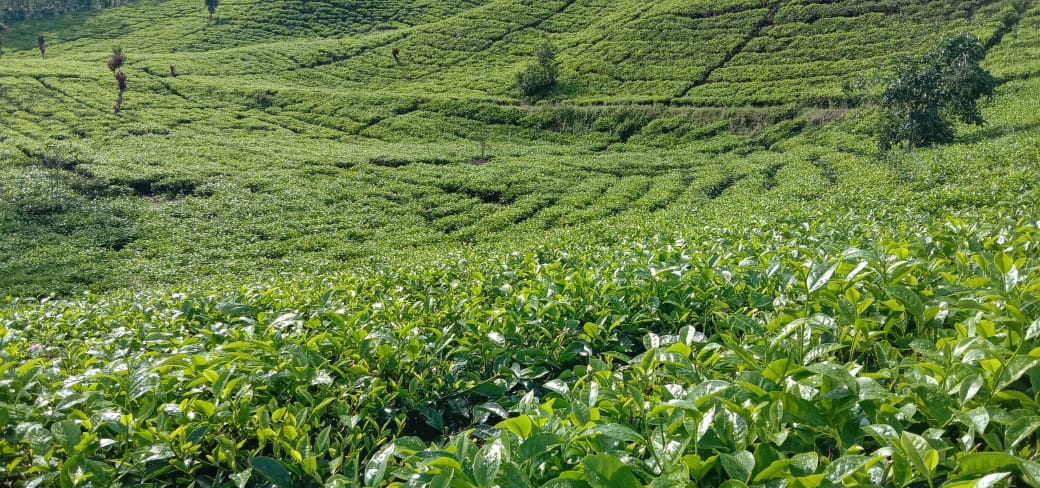 Daerah perkebunan yang merupakan di teh daya alam jenis berada sumber Sumber Daya