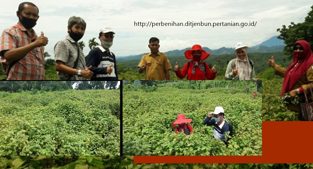 Kelapa sawit adalah hasil dari perkebunan yang banyak dimanfaatkan manusia sebagai bahan baku